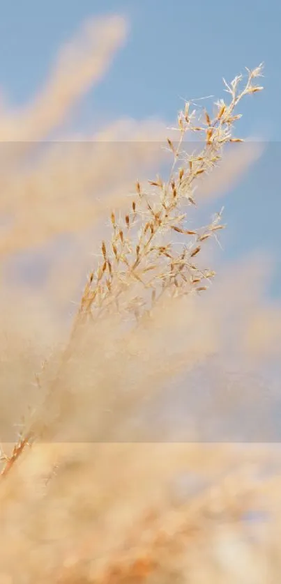 Close-up view of wheat with a soft blue sky in the background, creating a calming scene.