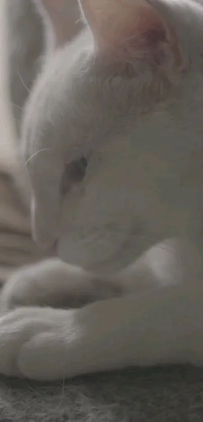 Peaceful white cat lying down on a soft surface.