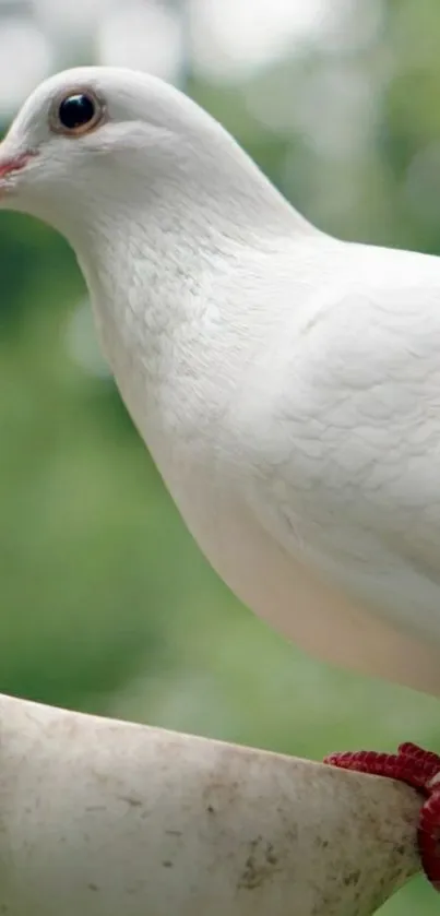 White dove on a green background, tranquil mobile wallpaper.