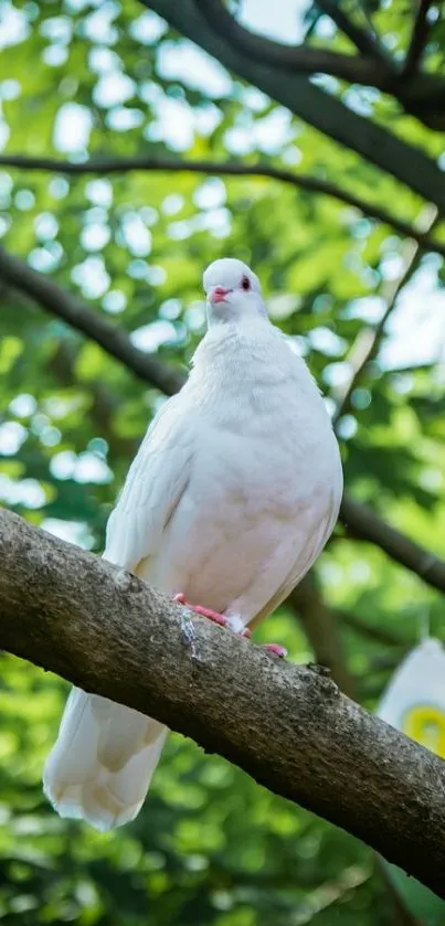 White dove perched on a branch with lush green background.