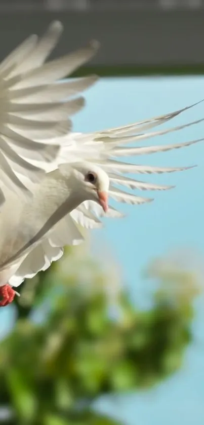 White dove in flight against a sky blue background.