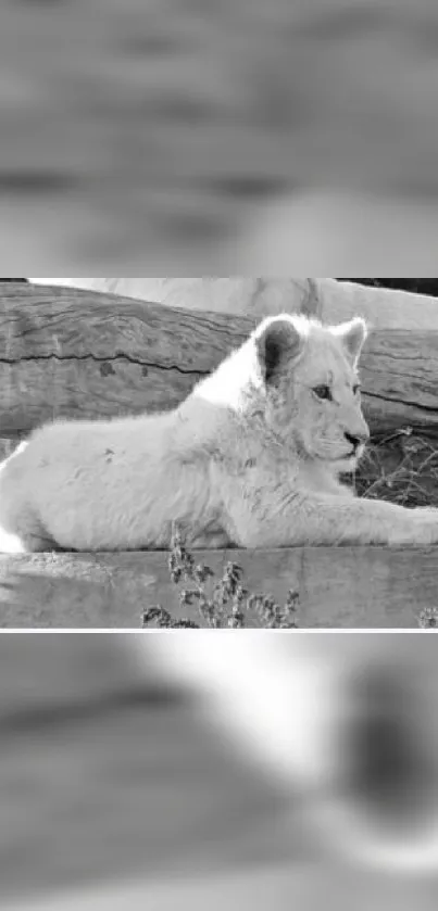 A serene white lion cub resting in a black and white landscape.