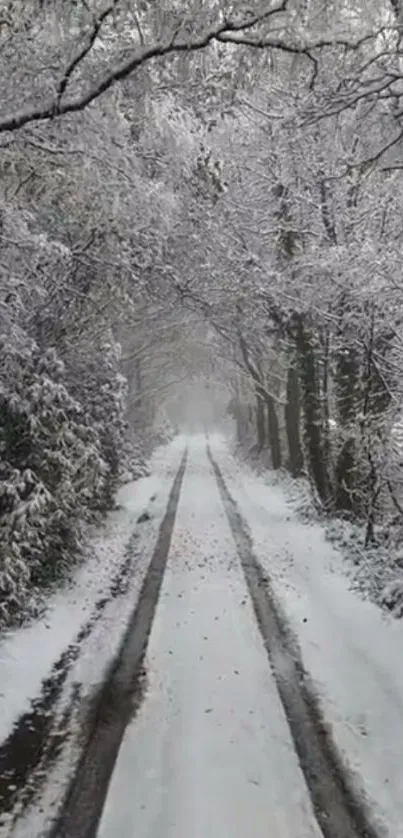 Snow-covered forest pathway in winter.