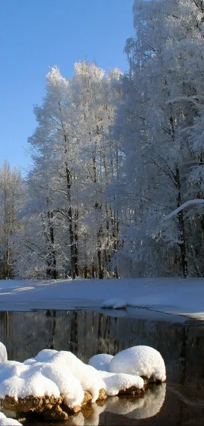 Snowy trees and river under a clear blue sky.