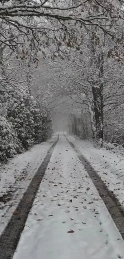 A tranquil snow-covered path through a winter forest.