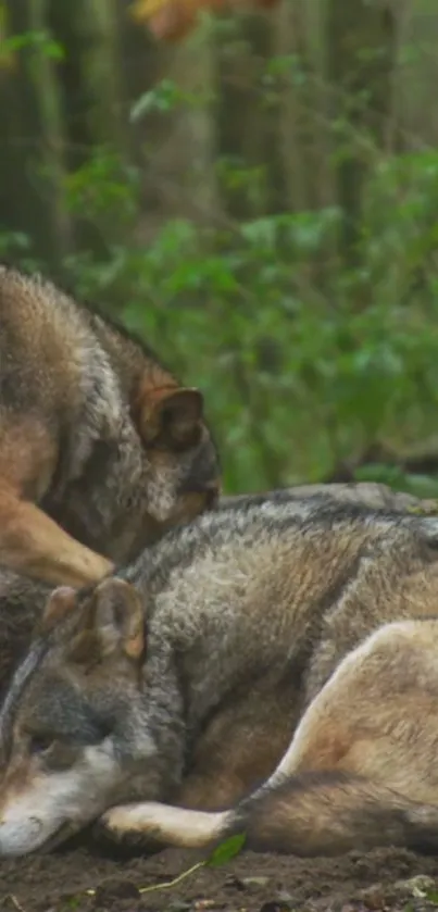 Two peaceful wolves resting in a lush forest setting.