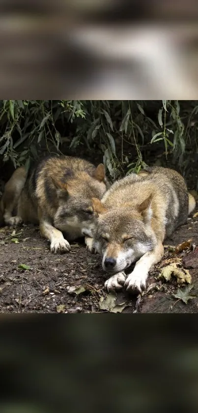 Two peaceful wolves resting in a lush forest setting.