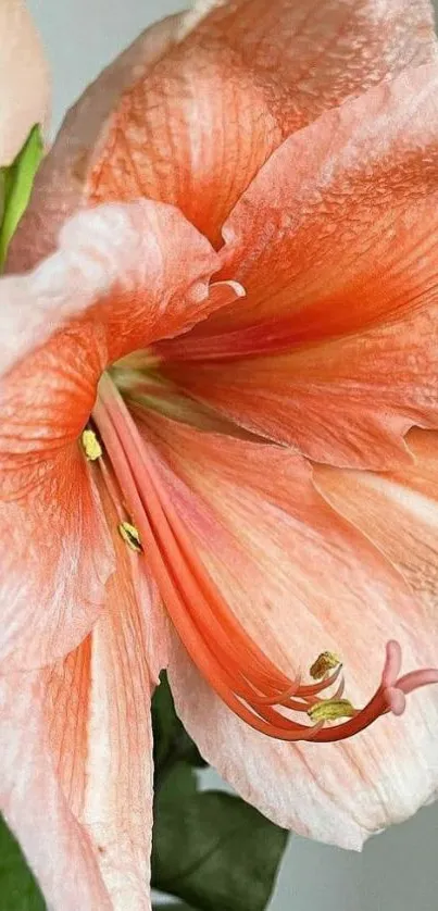 Close-up of a peach amaryllis flower in full bloom on a phone wallpaper.