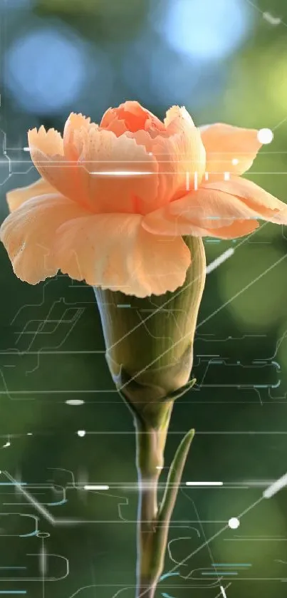 Peach carnation with a digital tech background on mobile wallpaper.