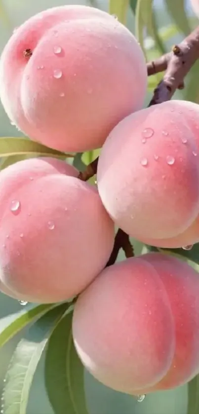 Ripe peaches with water droplets on a branch.