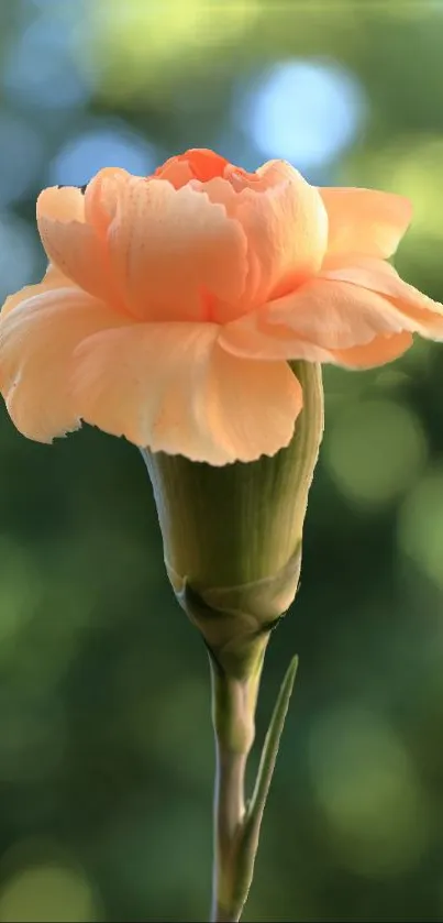 Peach blossom flower against a green bokeh background in a mobile wallpaper.