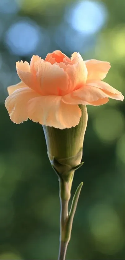 Peach carnation with green bokeh background.