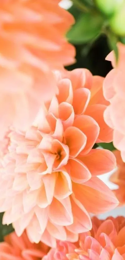 Vibrant mobile wallpaper with peach dahlias.