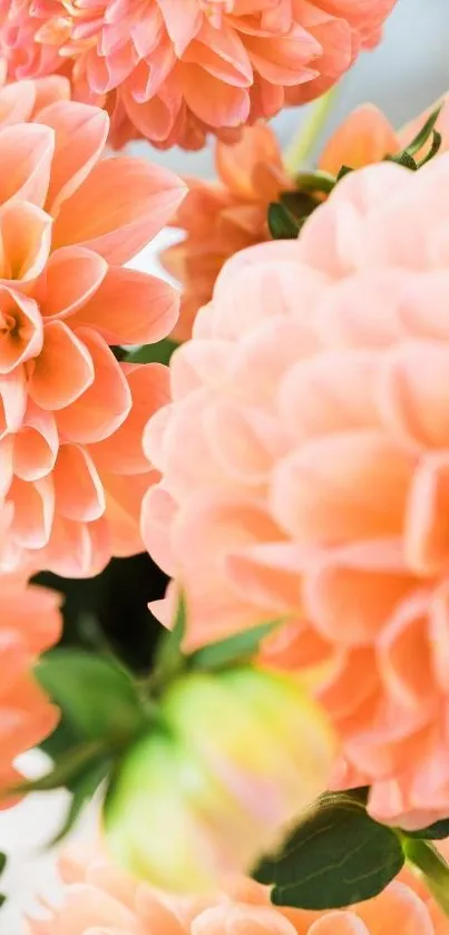 Peach dahlias with lush green leaves.