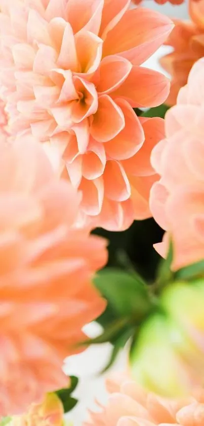 Soft peach flowers with lush green leaves.