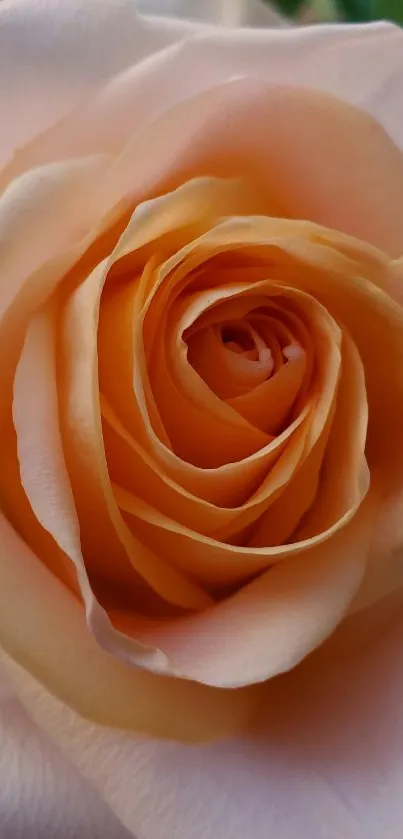 Peach-colored rose bloom, close-up view in soft tones.