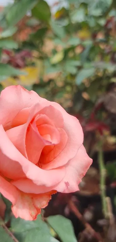 Close-up of a peach rose with blurred green leaves in the background.