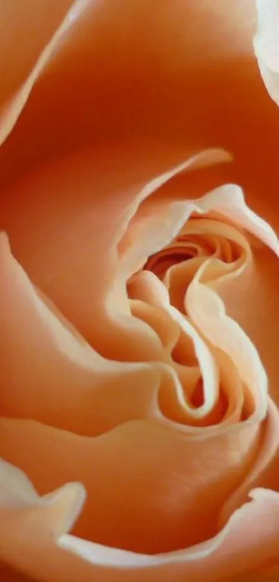 Peach rose petal close-up wallpaper background.