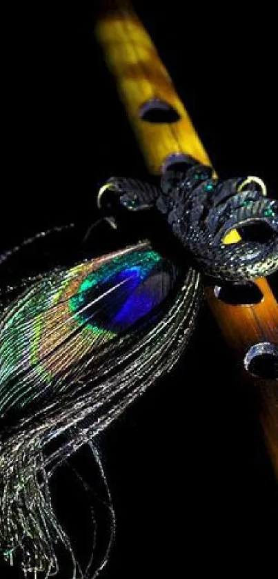 Vibrant peacock feather with a bamboo flute on black background.