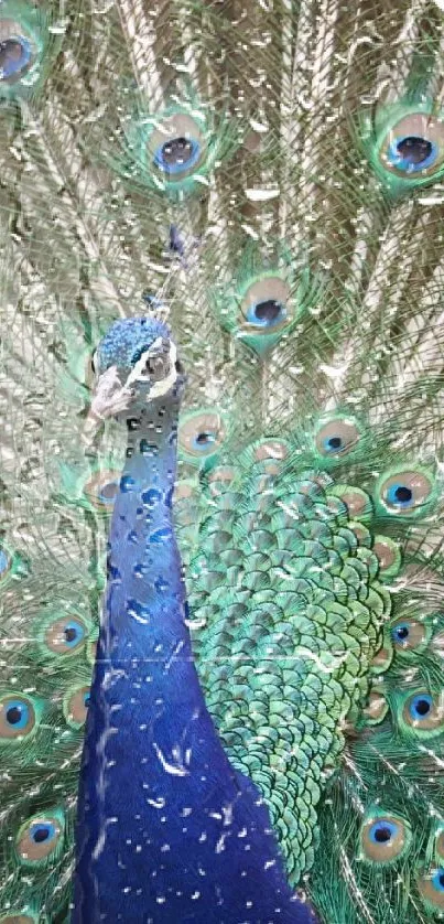 Majestic peacock displaying vibrant feathers.