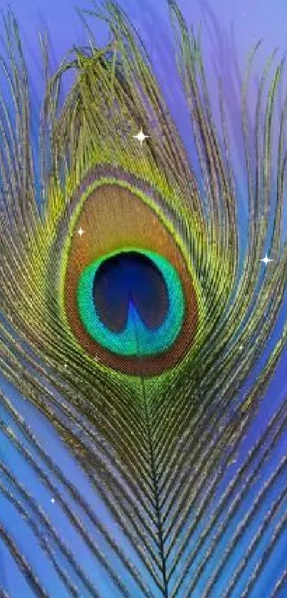 Vibrant peacock feather on a blue background, perfect for phone wallpaper.