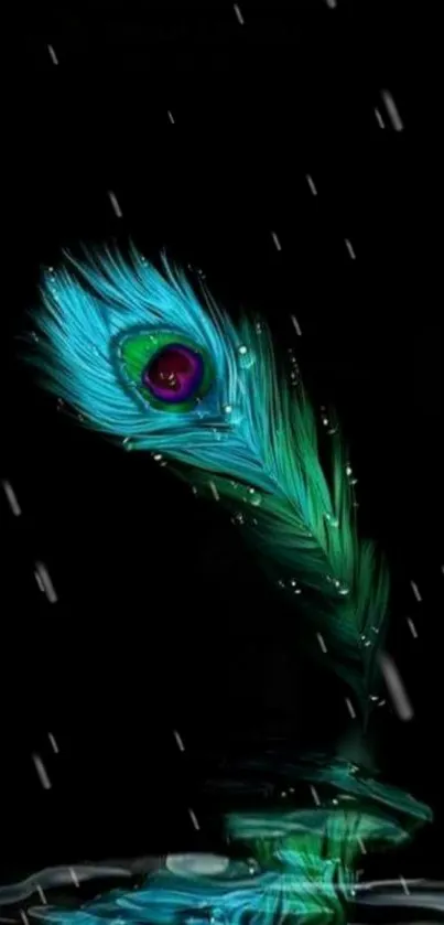 Vibrant peacock feather with raindrops on a sleek black background.