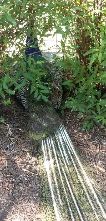 A majestic peacock in greenery with vibrant feathers and lush surroundings.