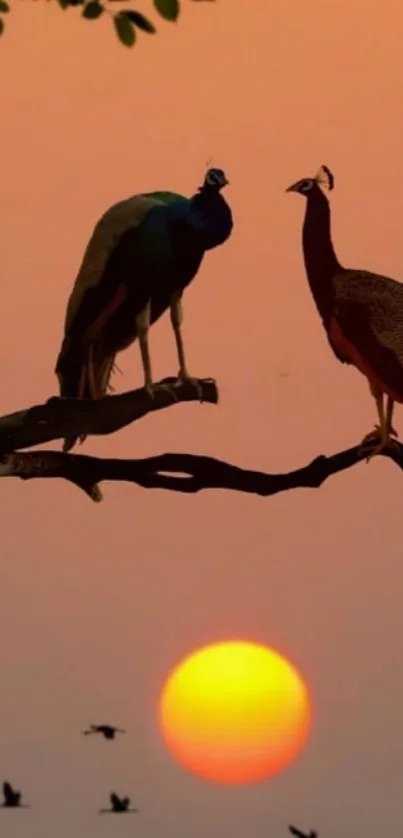 Peacocks and birds silhouetted against a vibrant orange sunset sky.