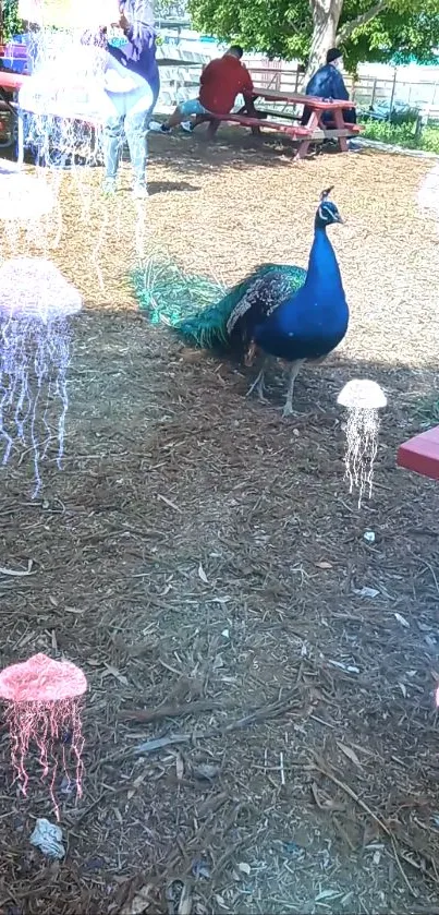 Peacock standing with floating jellyfish on a sunny day.