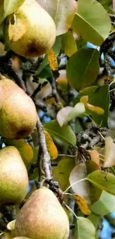 Pear tree with ripe fruits and green leaves in vibrant nature scene.