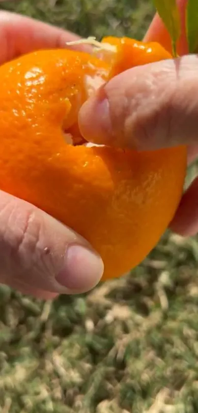 Hands peeling a fresh orange on grass background.