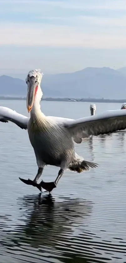 Pelican gracefully walking on a calm lake with mountains in the background.