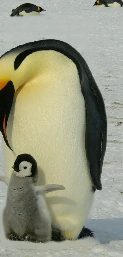 Penguin with its chick standing in the snow, creating a serene and heartwarming scene.