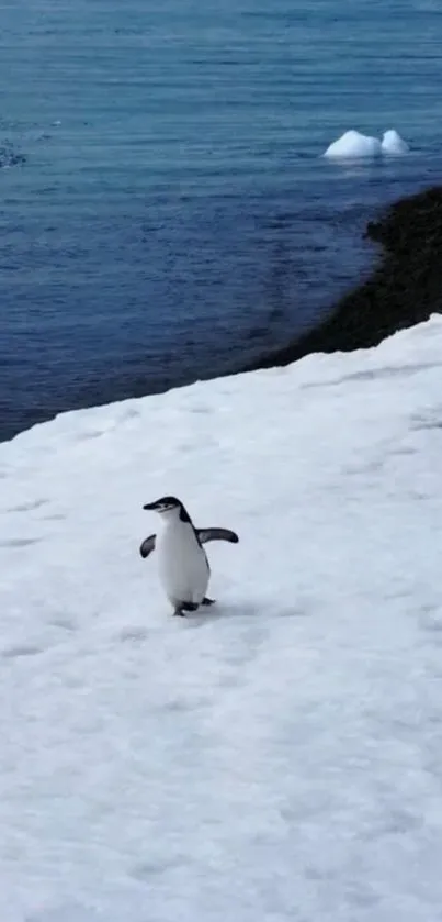 Penguin walking on snowy shore by the ocean.