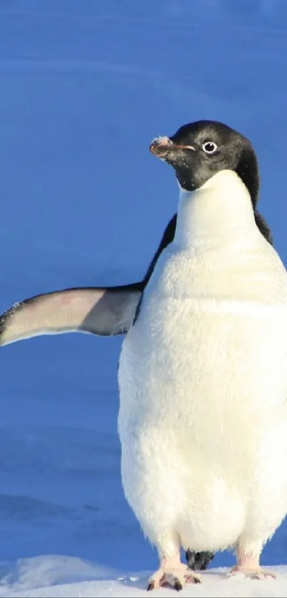 Emperor penguin standing on icy blue background.