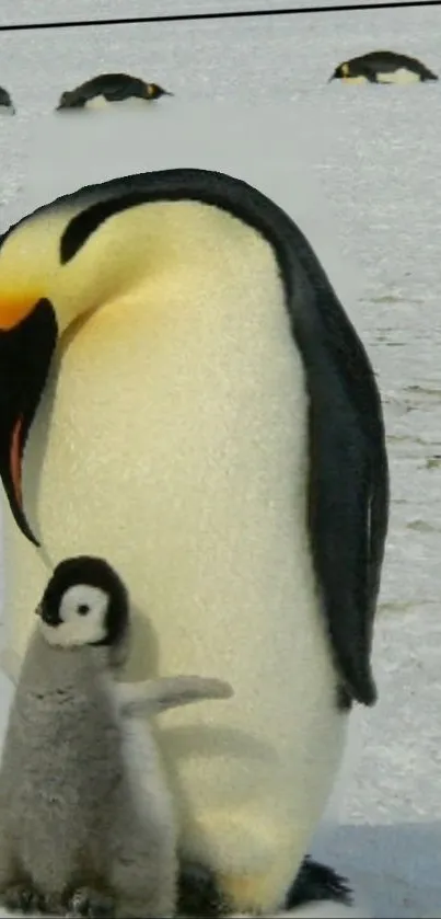 Penguin parent cuddling chick on snowy landscape.