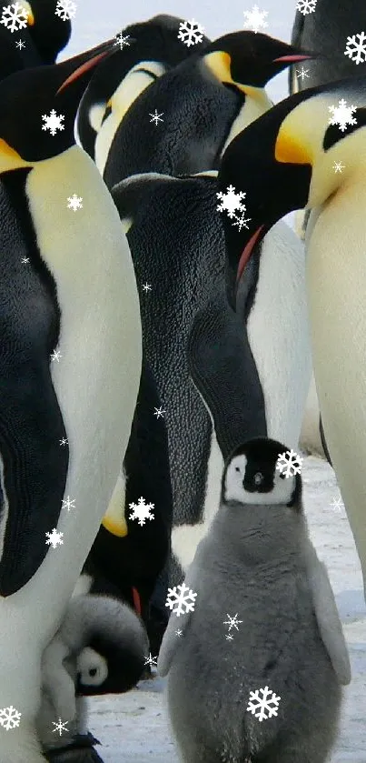 Penguin Photograph White Live Wallpaper