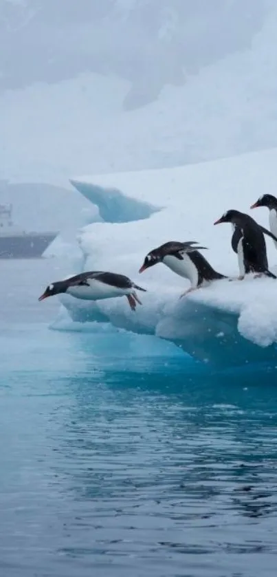 Penguins jumping from ice floe into blue ocean water.