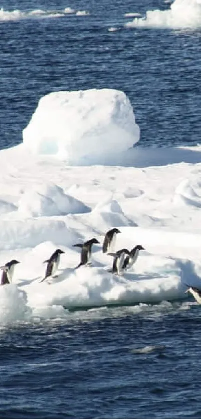 Penguins standing on a floating iceberg in a blue ocean.