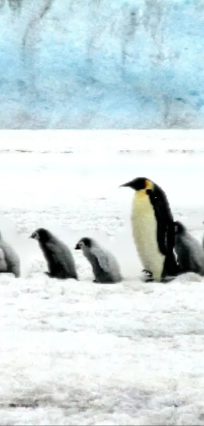Penguins walking in the snow with a blue sky background.