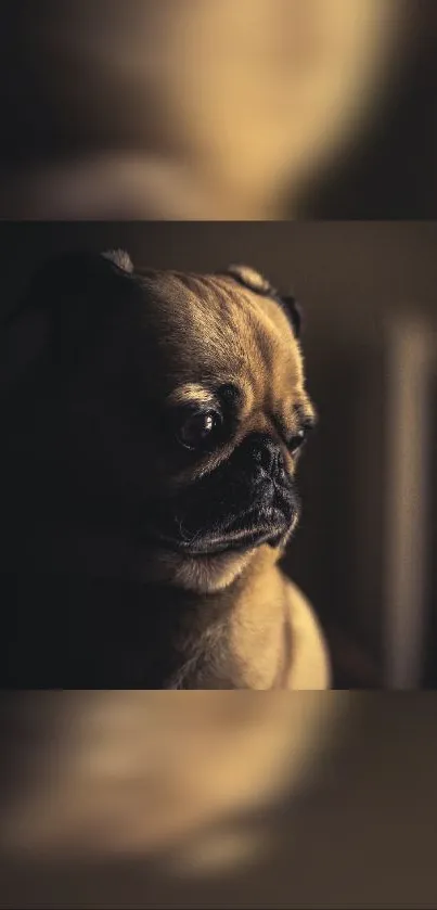 Mobile wallpaper of a pensive pug in dark, artistic lighting.