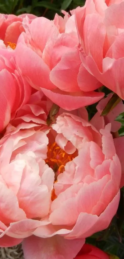 Close-up of vibrant pink peony flowers in bloom.