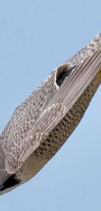 Peregrine falcon mid-dive against blue sky.