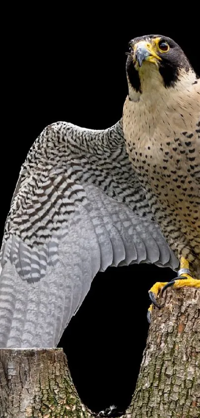 Peregrine falcon perched on a tree stump with wings spread, black background.