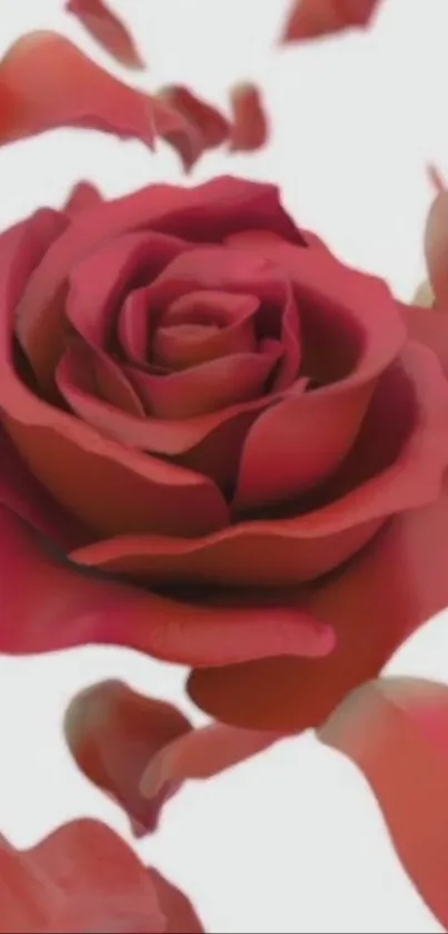 Petal Flower Red Live Wallpaper