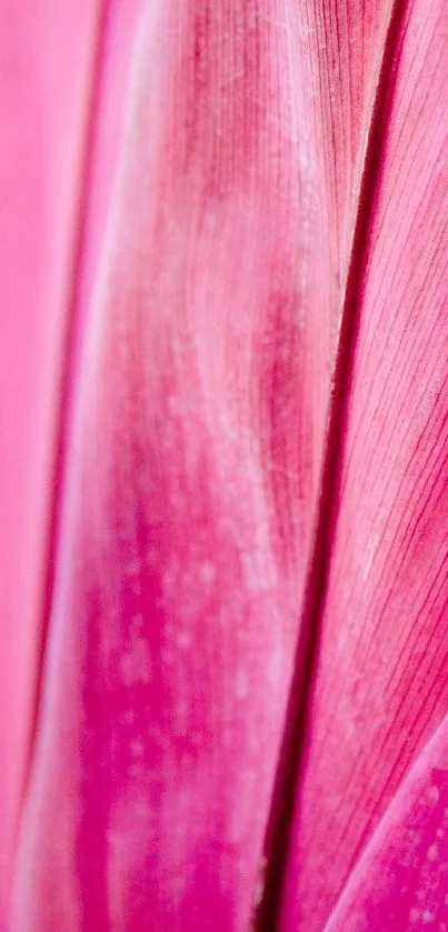 Petal Racy Macro Photography Live Wallpaper