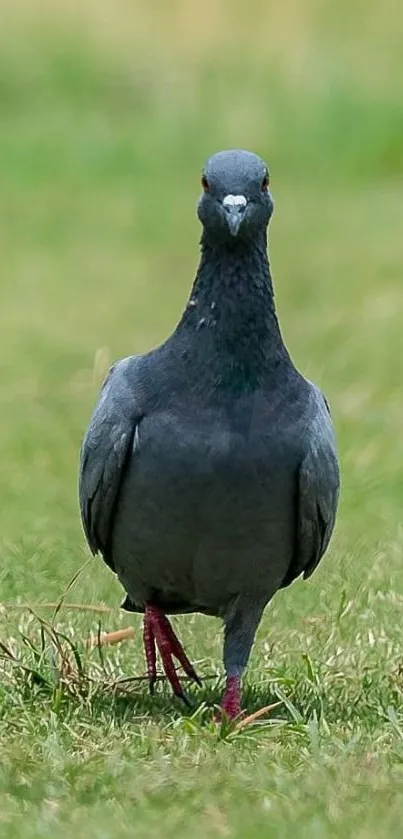 Majestic pigeon standing in a lush green field.