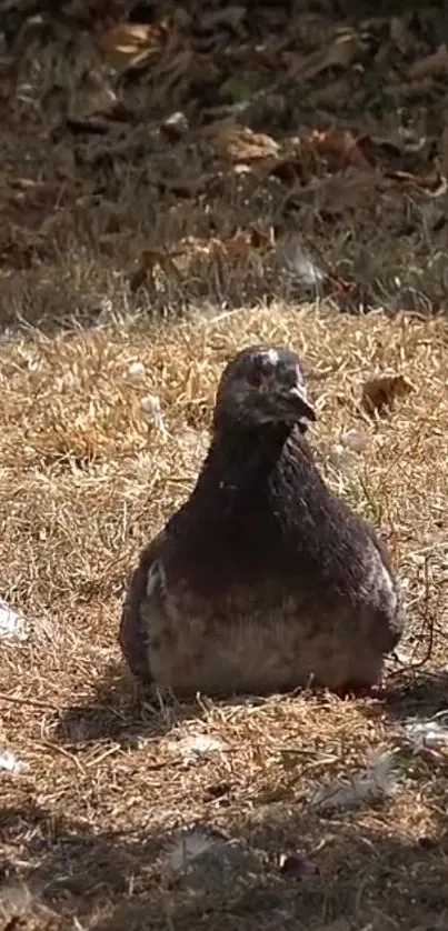 A solitary pigeon sits calmly on sunlit grass.