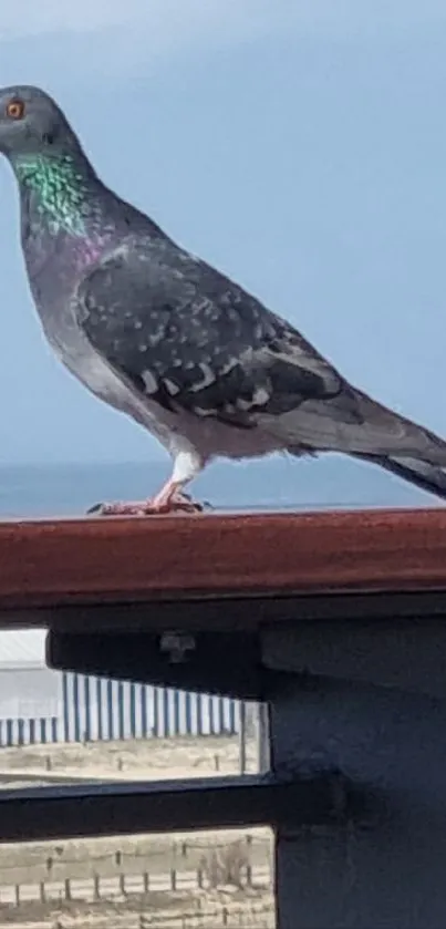 Serene pigeon perched on balcony with sky and horizon in background.