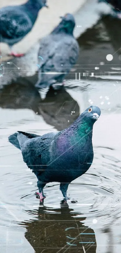 Pigeon standing in water with city reflections in a digital urban setting.